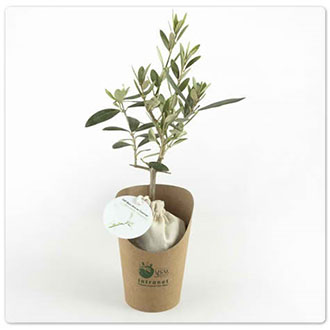 plant d arbre personnalisable fabrication francaise vert 